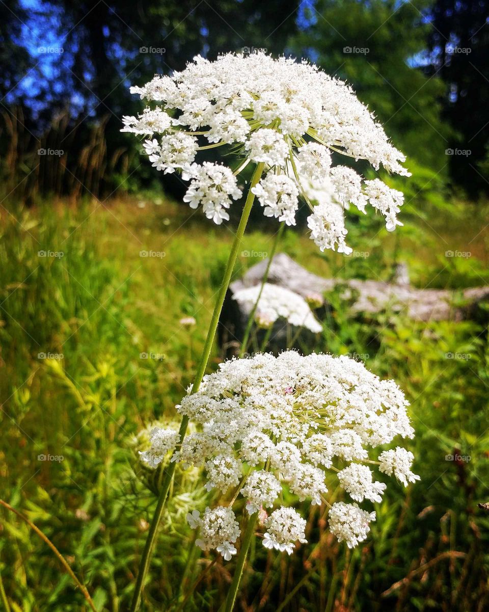 Nature, Flower, Grass, Summer, Flora