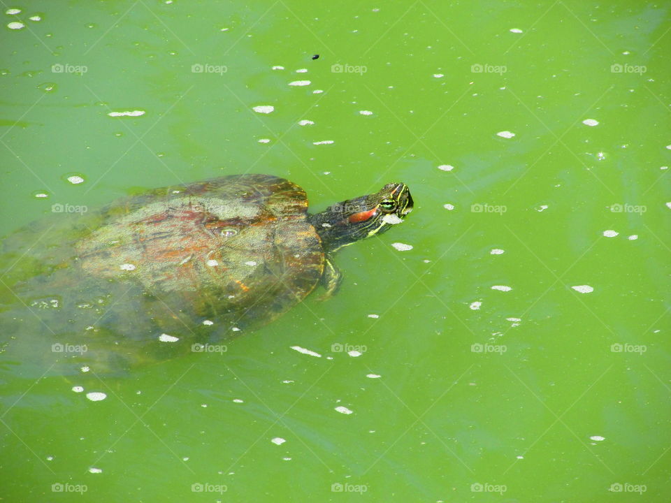 Turtle coming up for air