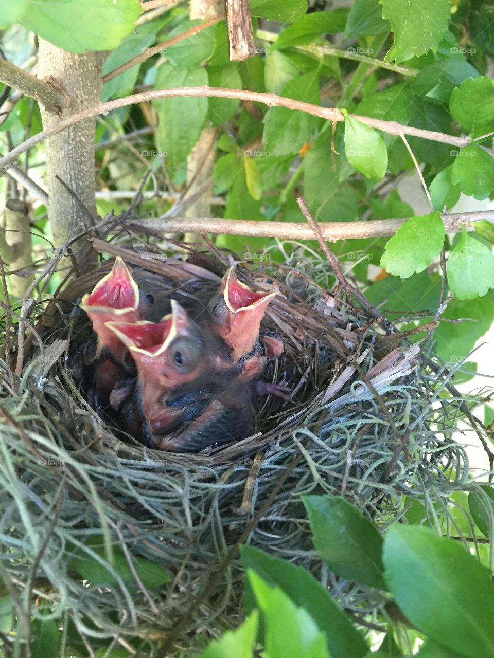 Birds nest

