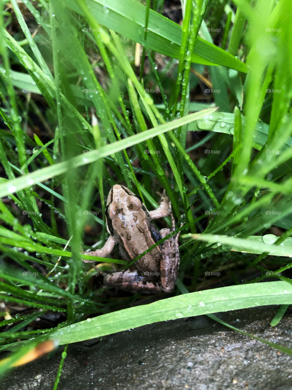 Frog