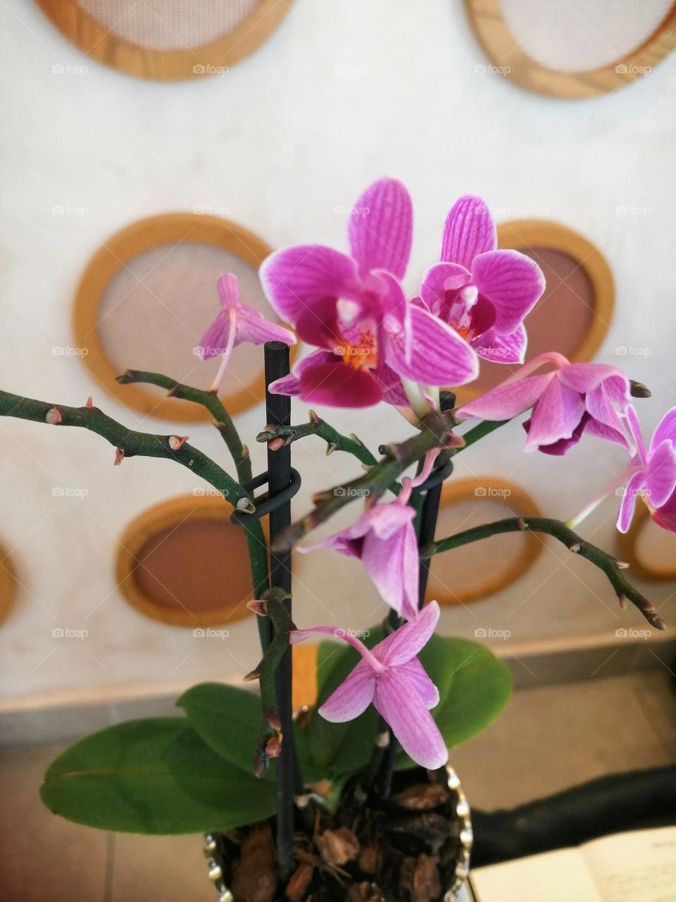 Beautiful Orchid