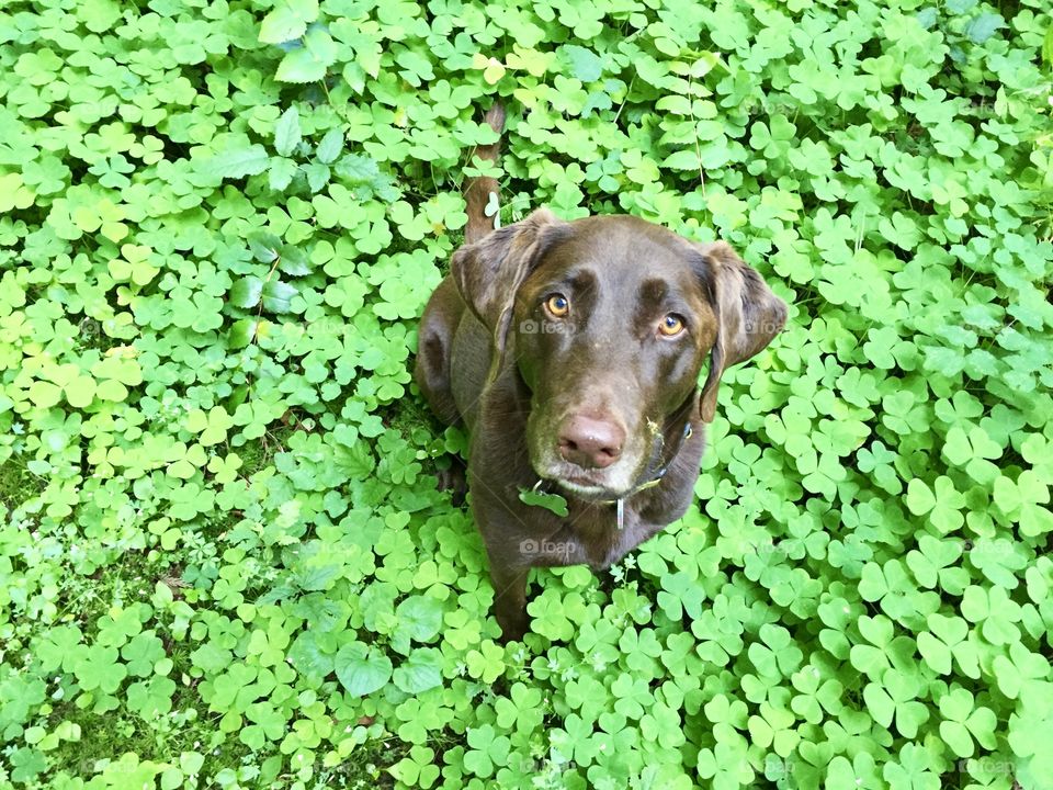 Chocolate lab sitting patiently in a field of green clovers. 