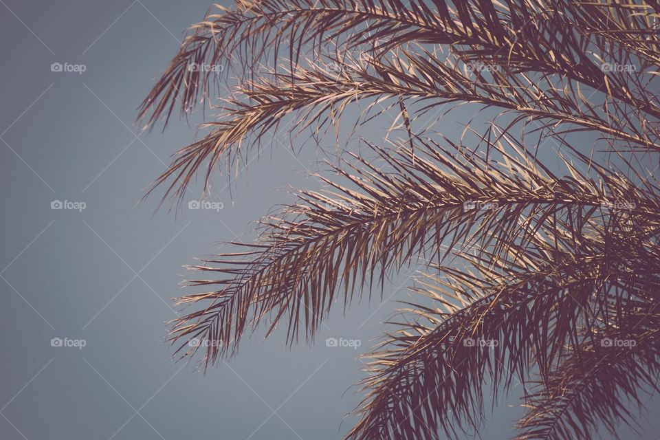 Palm tree against a blue summer sky. Seasonal summer tropical nature photography.
