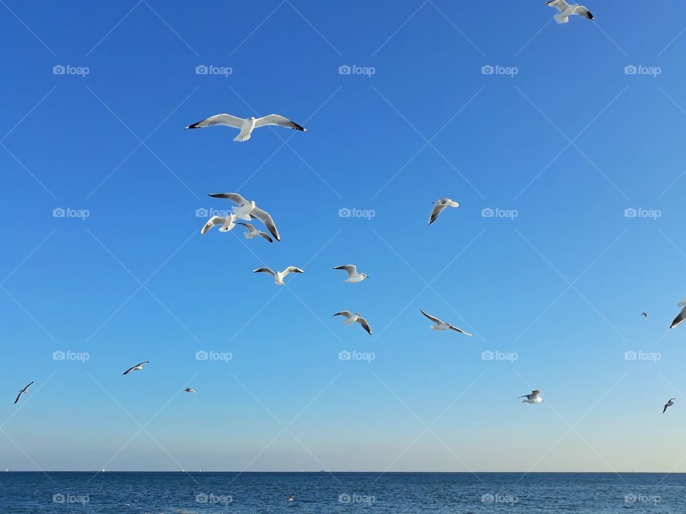 seabirds on the sea