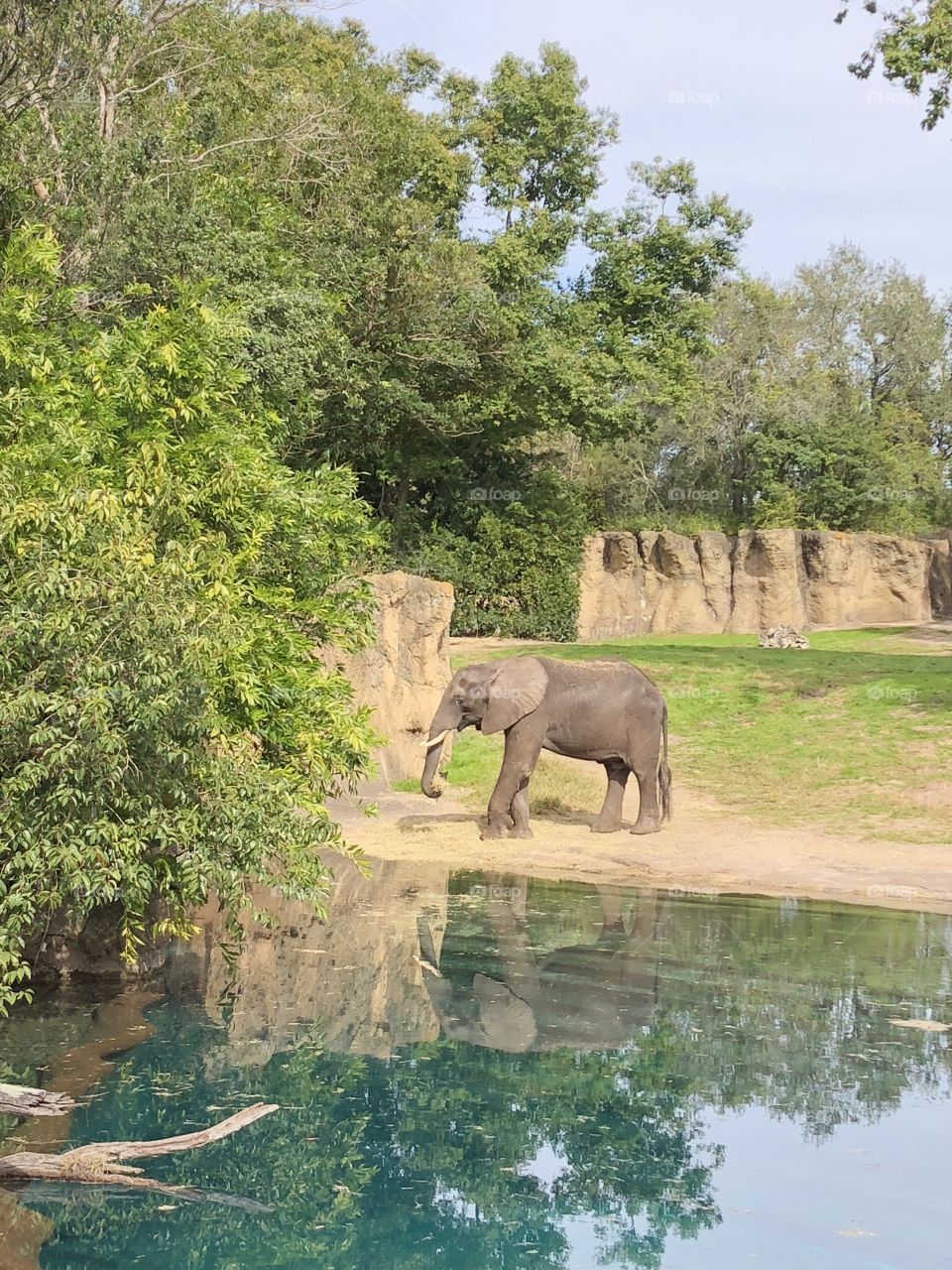 Thirsty Elephant