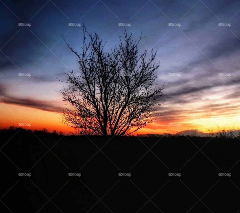lonesome, leave-less tree silhouetted under awe-inspiring, purple and orange evening sky