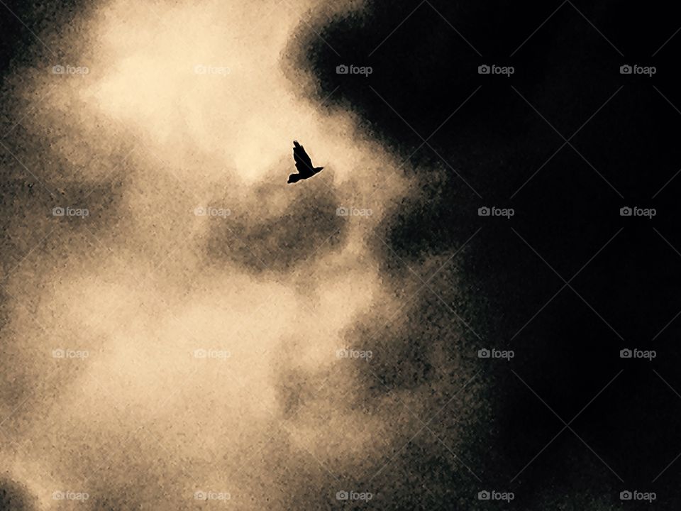 FreeBird. Photo shot of a crow flying through the stormy sky.
