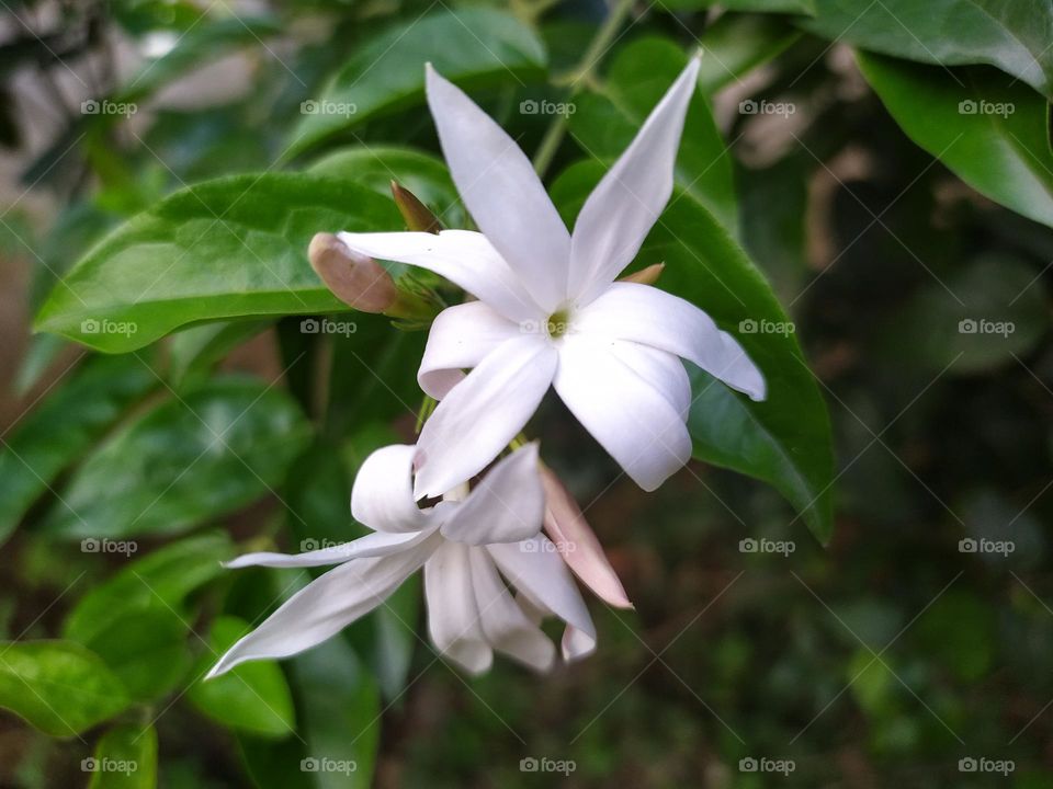 white flower plant and flower