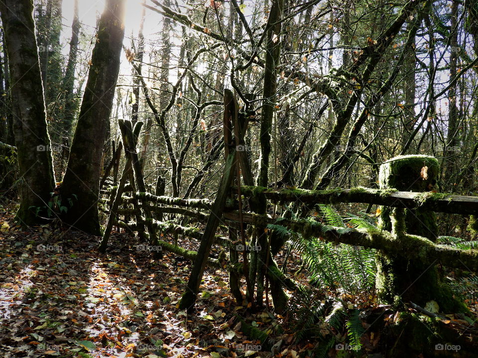 moss covered fence in forest