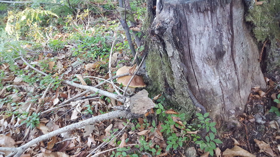mushroom nature travel
