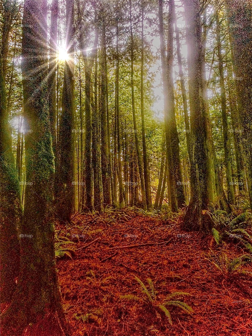 Foap Mission Light Natural vs Artificial! Light in A Dense Forest in The Pacific Northwest!