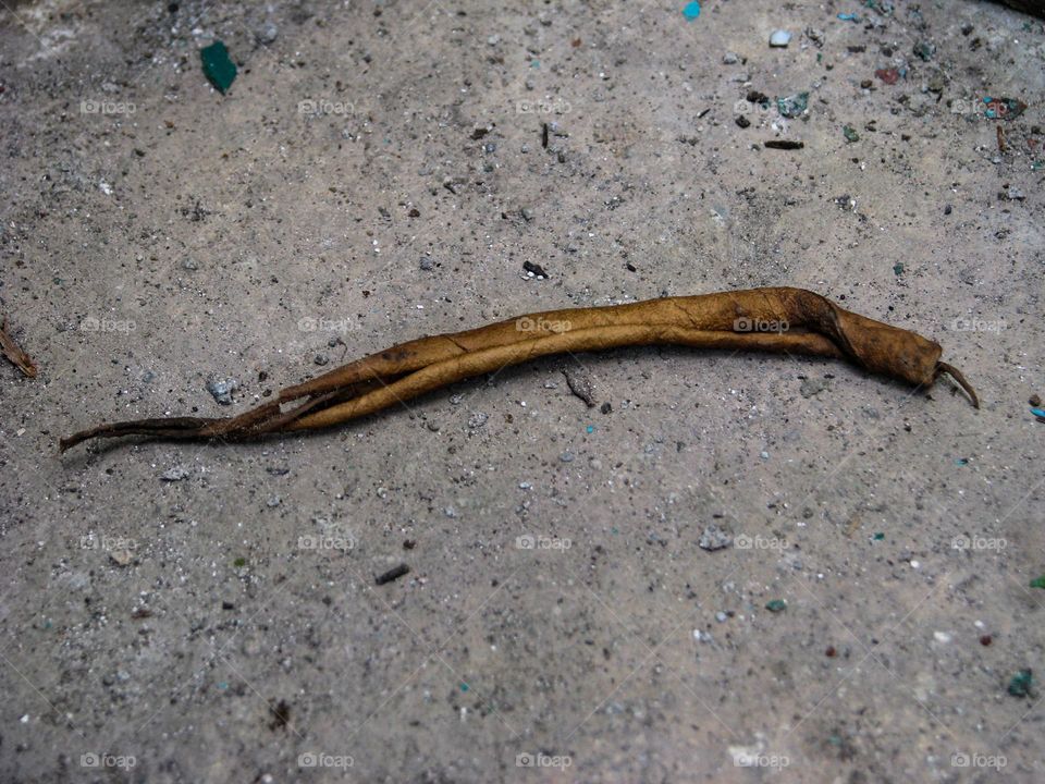 A closeup shot of a dried yellow leaf