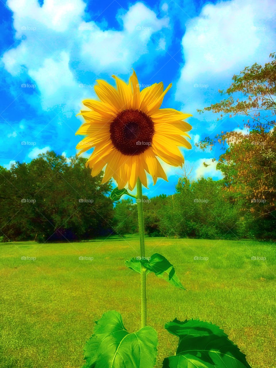 Neighborhood Garden Sunflower