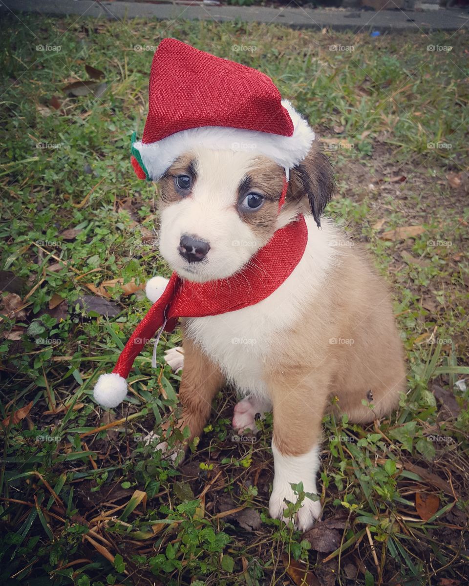 Holiday puppy