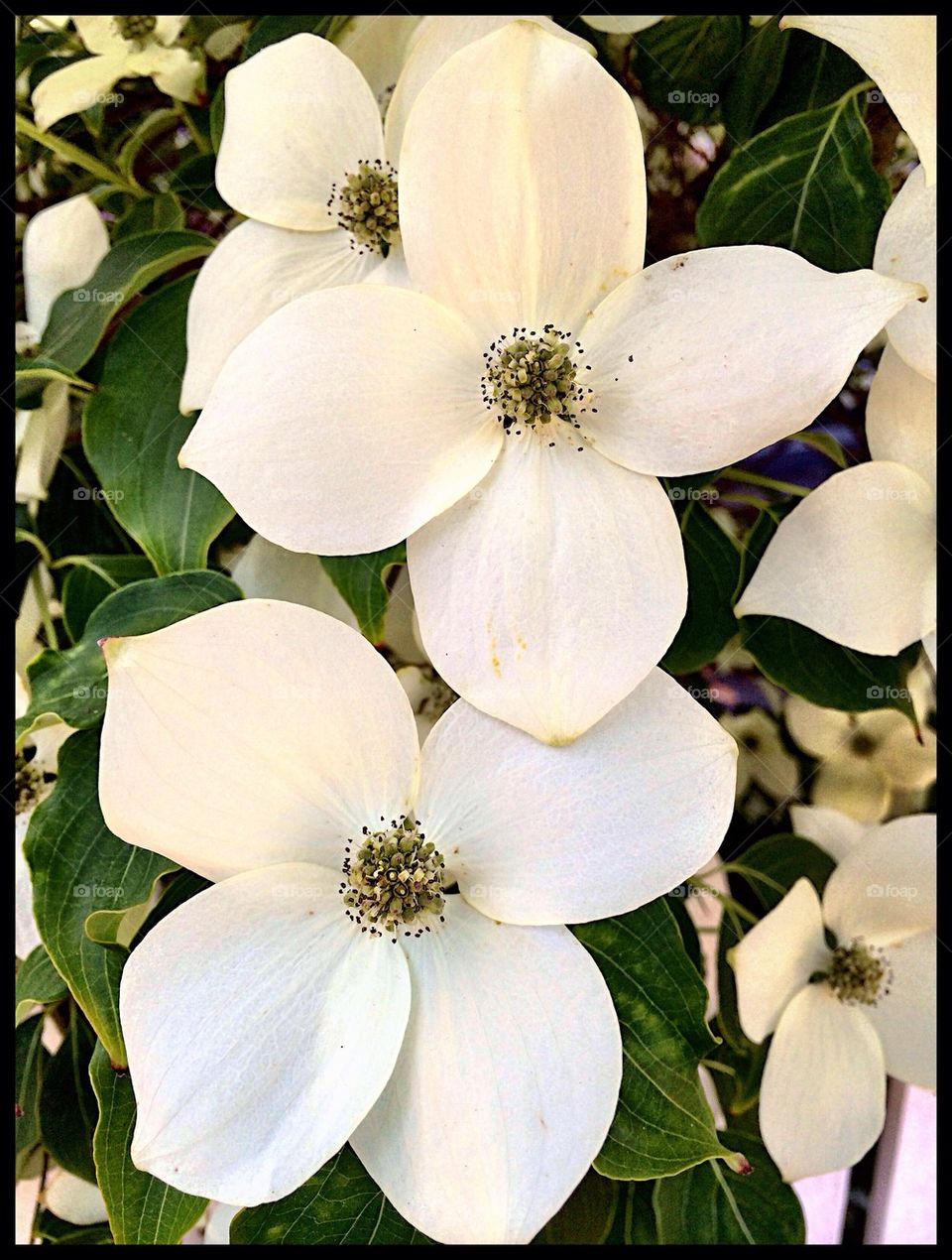 Dogwood