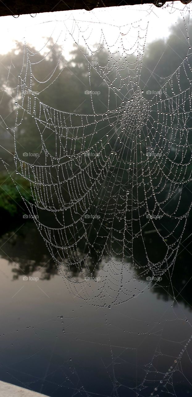 Spiderweb with dew drops