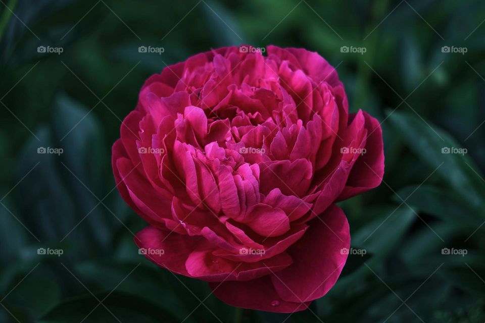 magenta peony flower