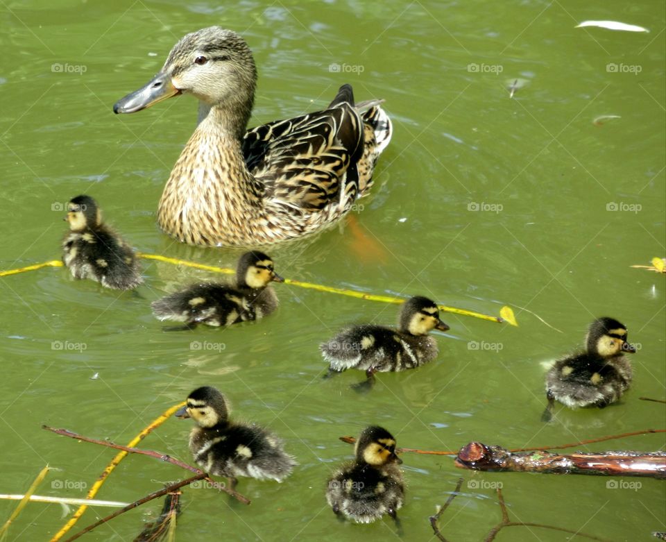 Mother duck with her ducklings