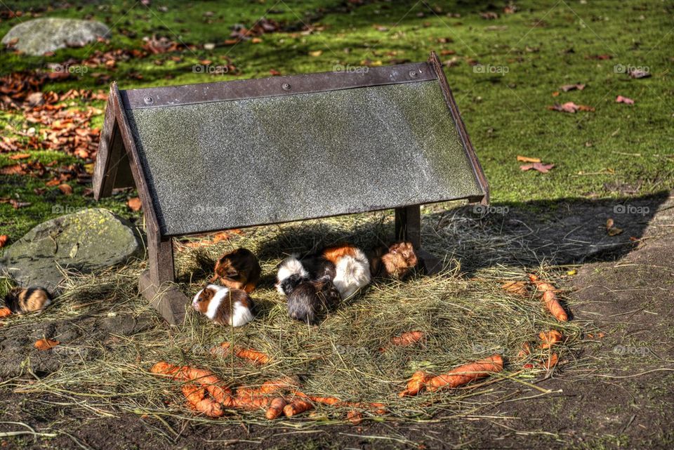 Zoo, Hamburg, Germany 
