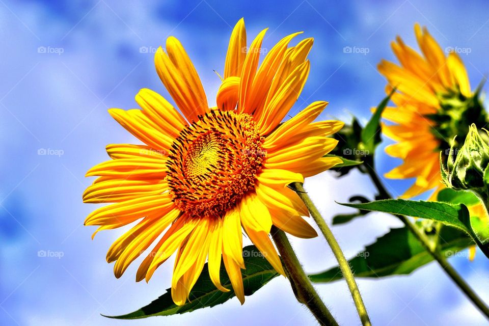Low angle view of sunflower