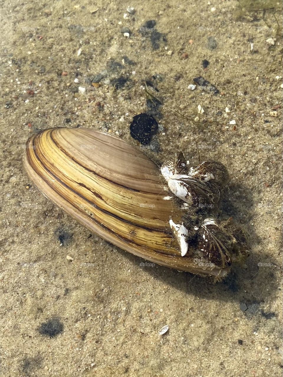 Shell