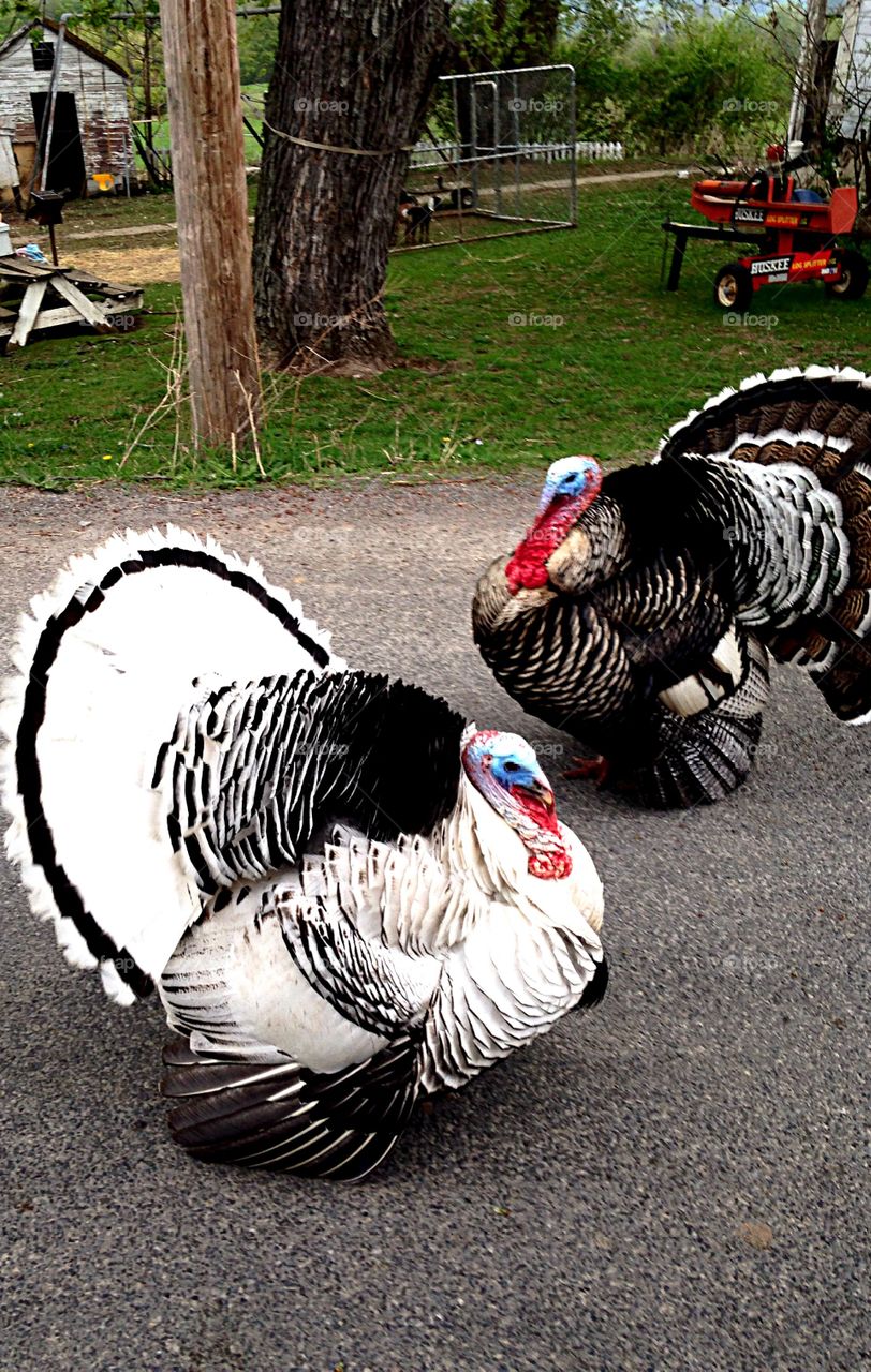 Strutting Turkeys. Turkeys in road