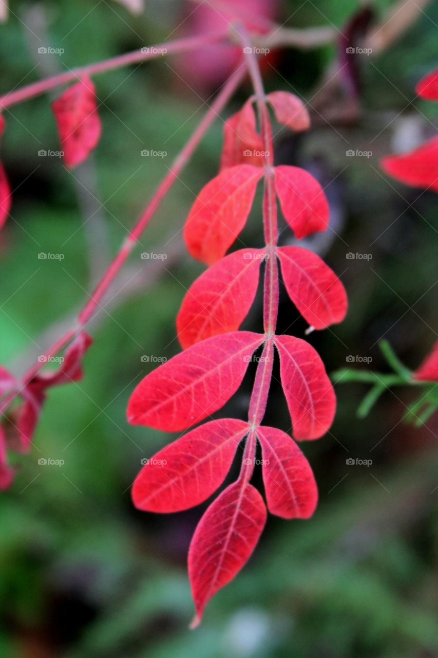 vibrantly red leaves