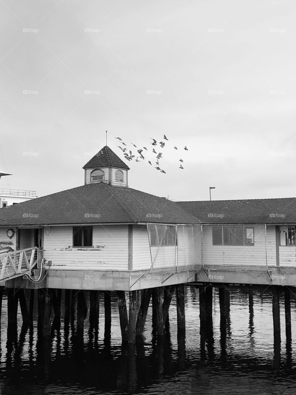 Cluster of birds flock to ferry dock building