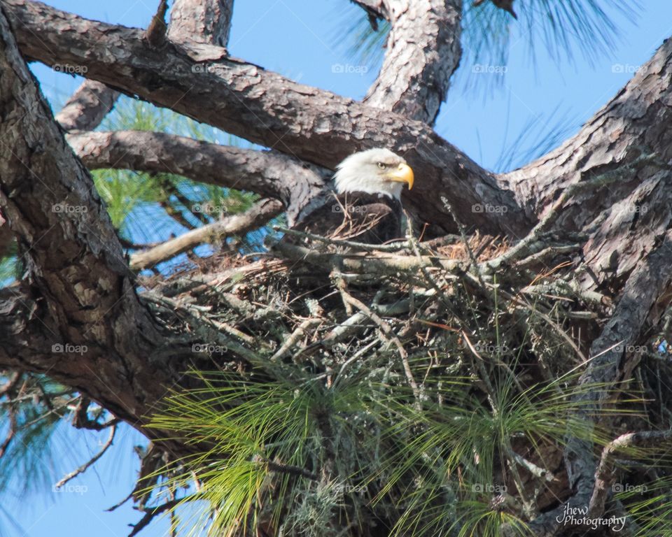 Bald Eagle Nest