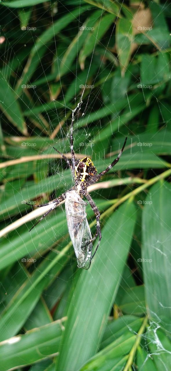 Argiope anasuja is a species of spider in the family Araneidae.
