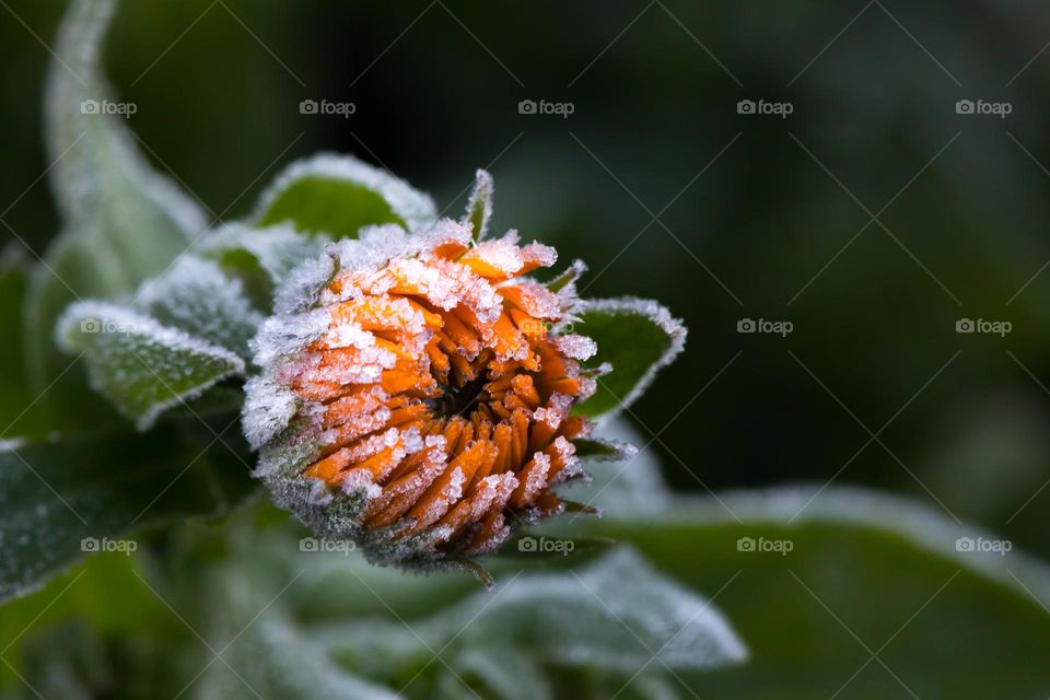 Closeup of frozen orange colored summer flower bud covered with frost 