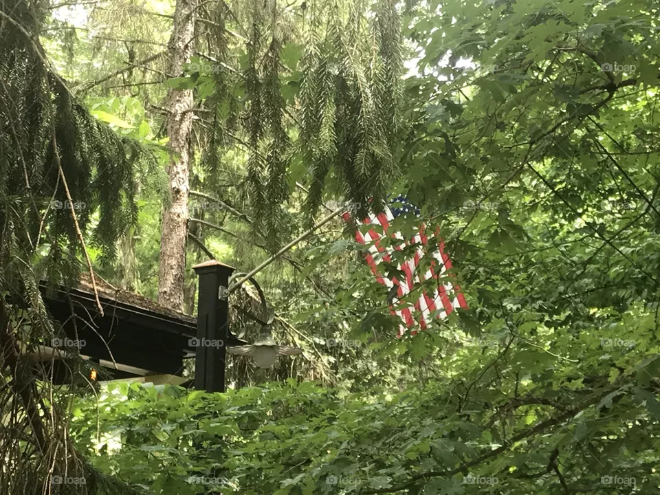 Red White and Pine!