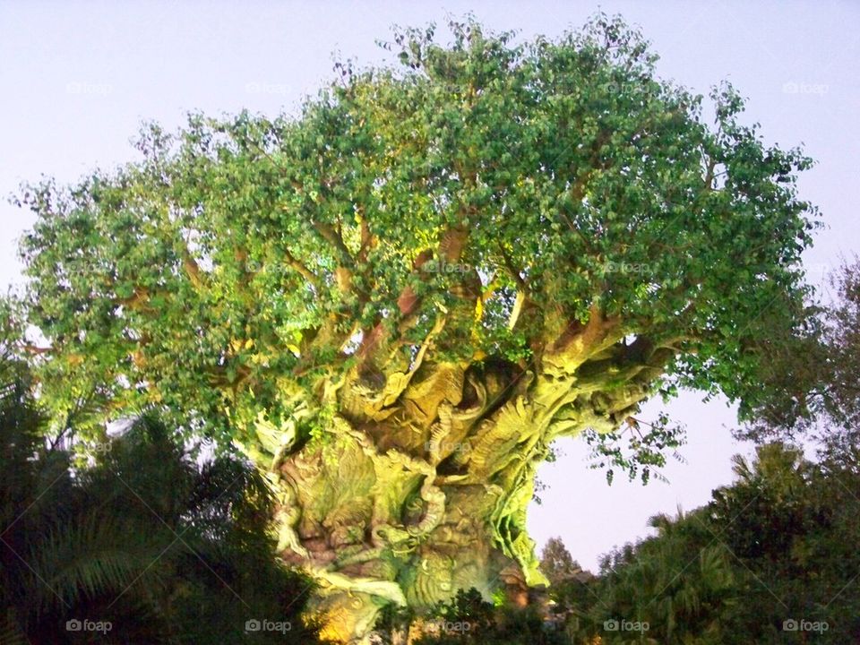 Tree of Life