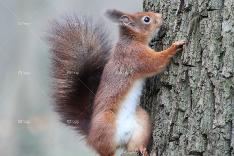 Squirrel tree hug