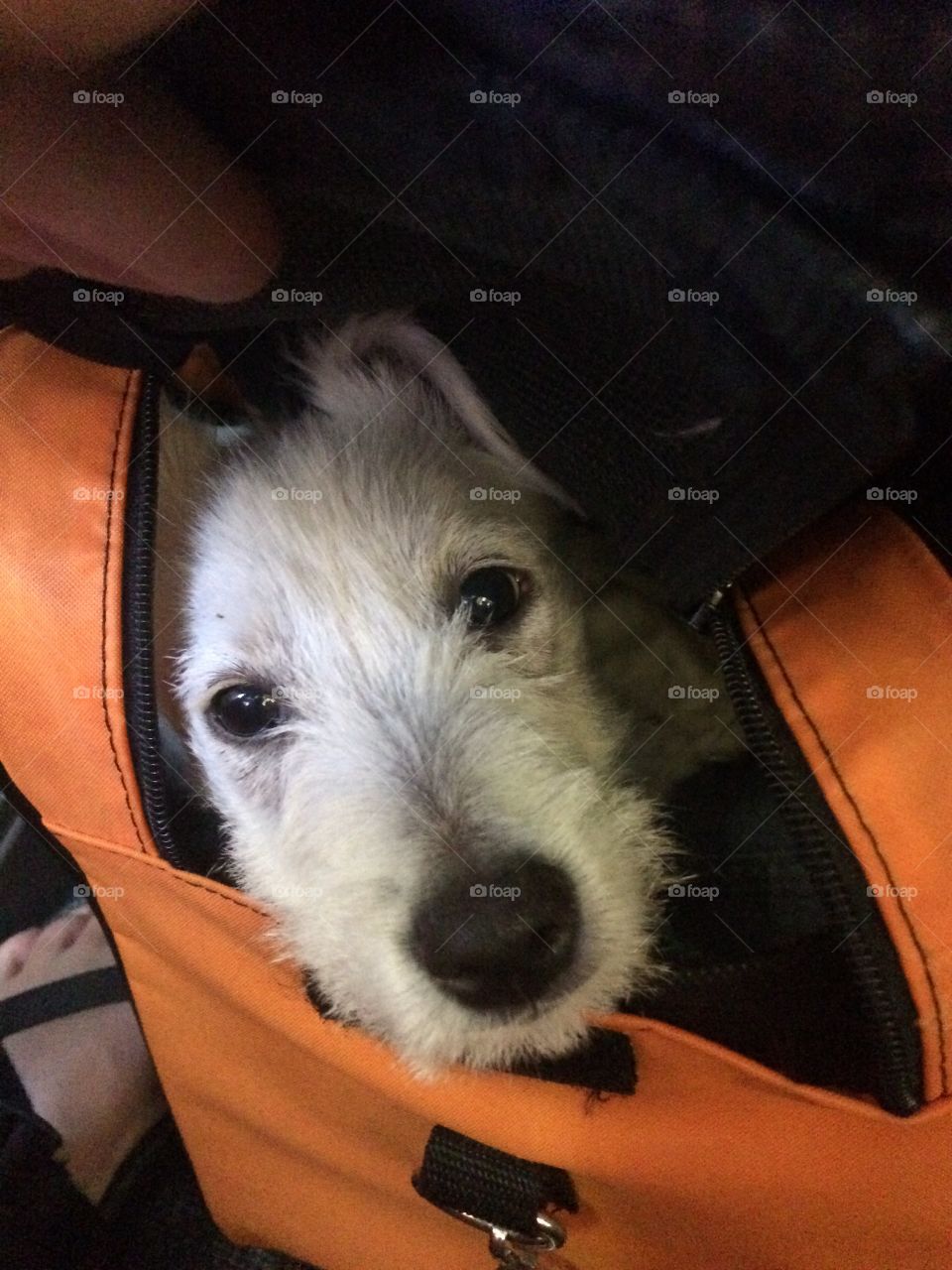 Crossing The Atlantic . Zoe in her carrying case coming home from Germany. 