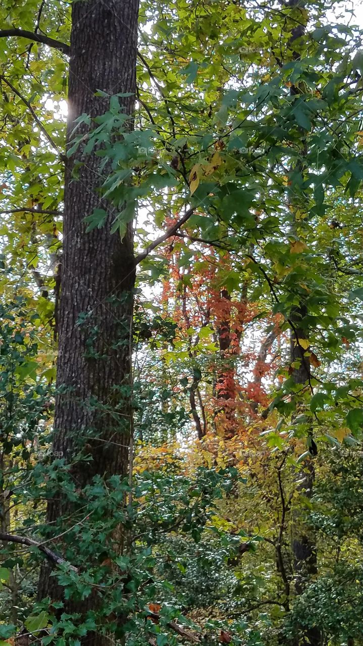 autumn in my front yard