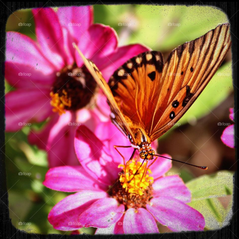 Orange butterfly and pink flowers