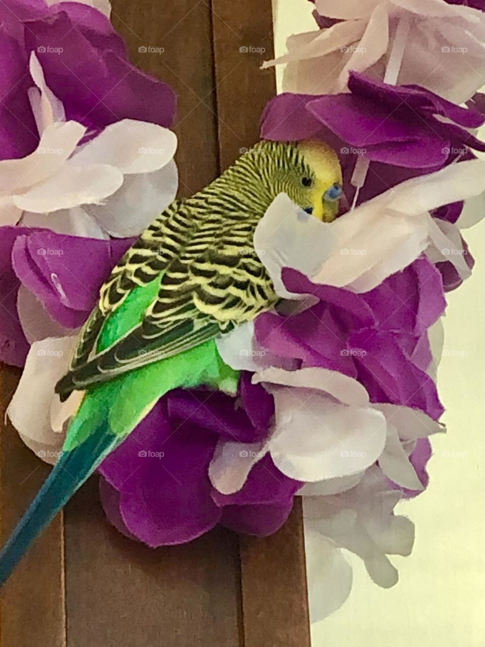 Kiwi  a little boy parquets  - Family pet 🦜