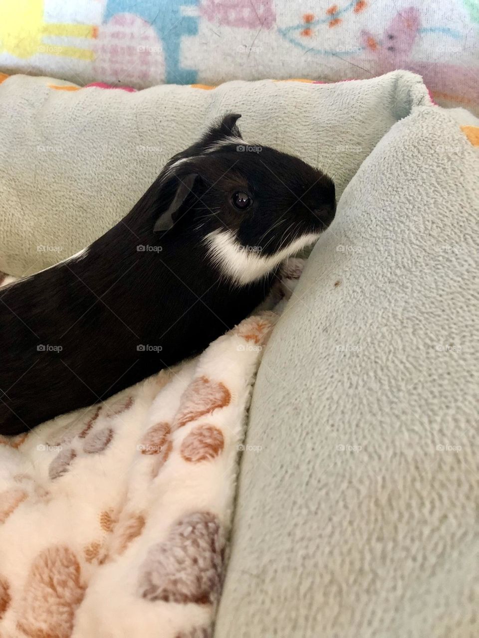 Jake is cozy in his Pet bed / Adorable Jake 