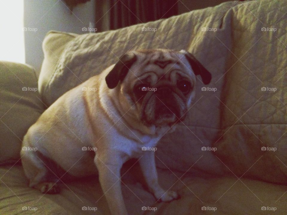 Pug on the couch! 