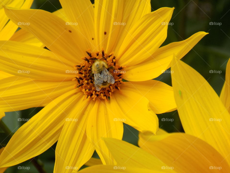 Bee in yellow. Bee taking pollen from the centre of a yellow flower