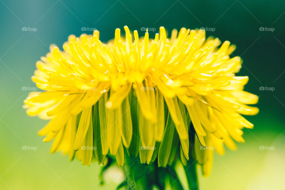 Dandelion