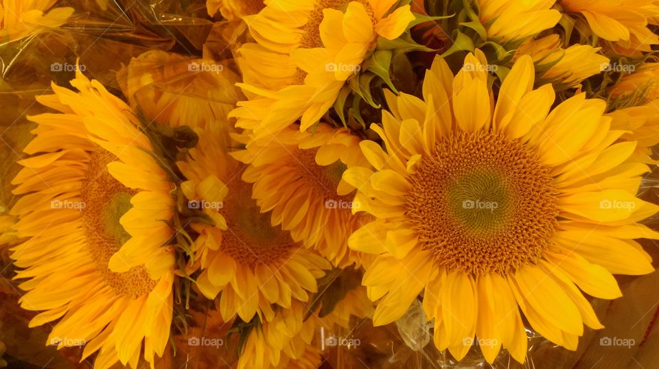 Sunflowers. I photographed these gorgeous sunflowers at Trader Joe's in Kansas City. I used my HTC cell phone and made no edits. 