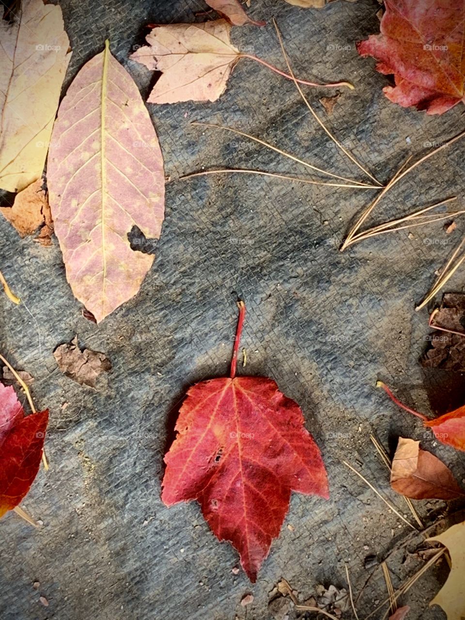 Autumn leaves on a tarp