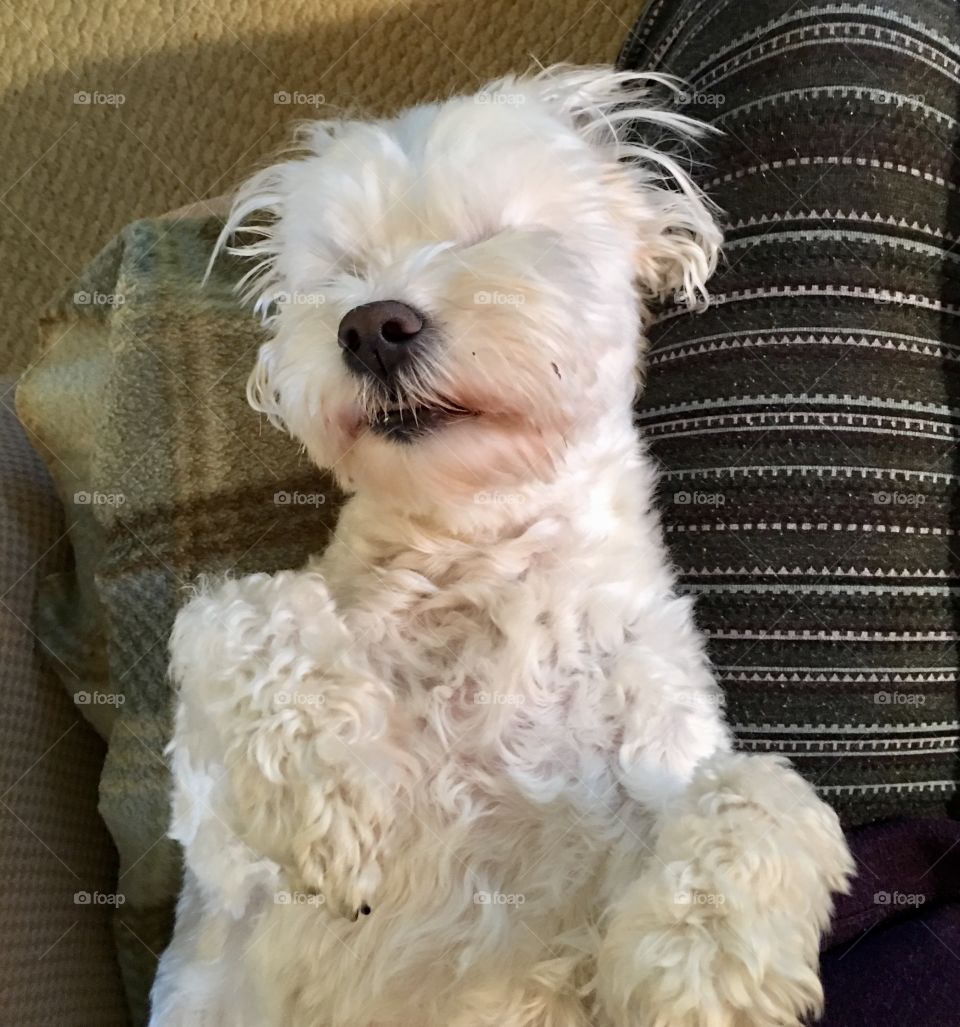 White Maltese dog sleeping on his back; face in the air like he just don’t care 