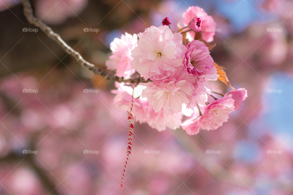 Pink cherry blossom on a bokeh-blurry background in the spring sun.