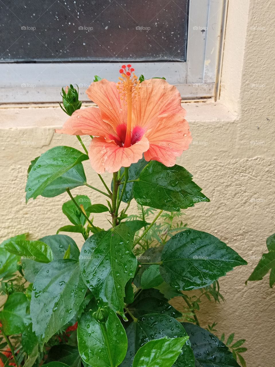 beautiful hibiscus flowers