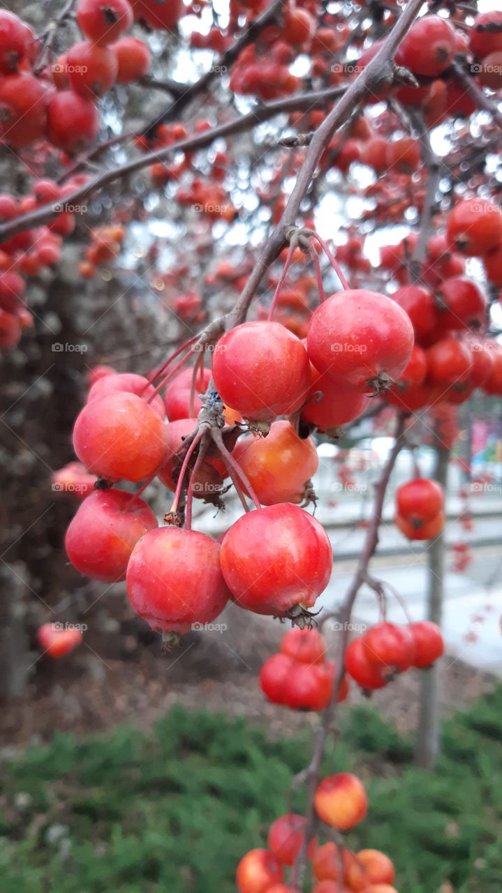 райські яблука