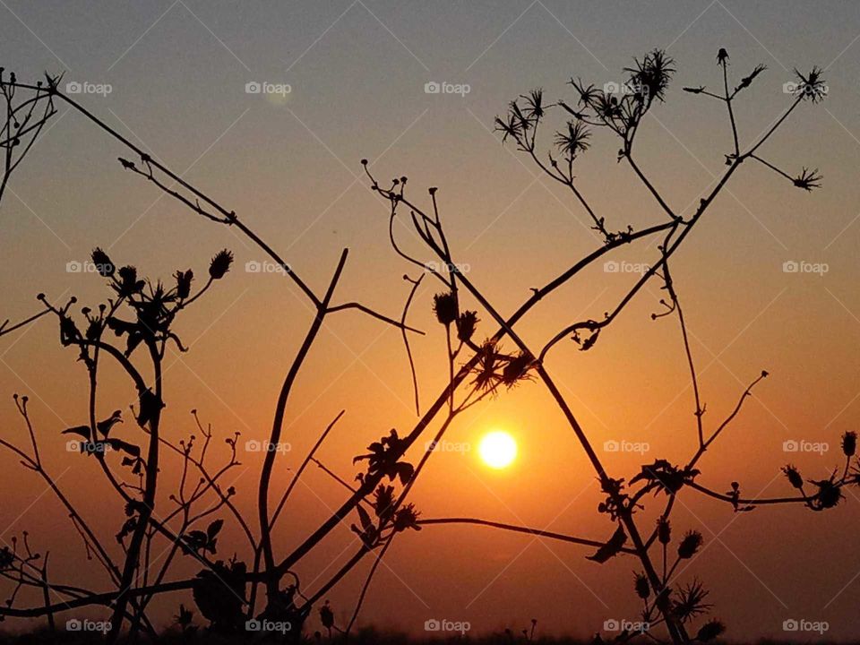 Light: natural vs artificial. the field's weeds also can be beautiful in the sunset.