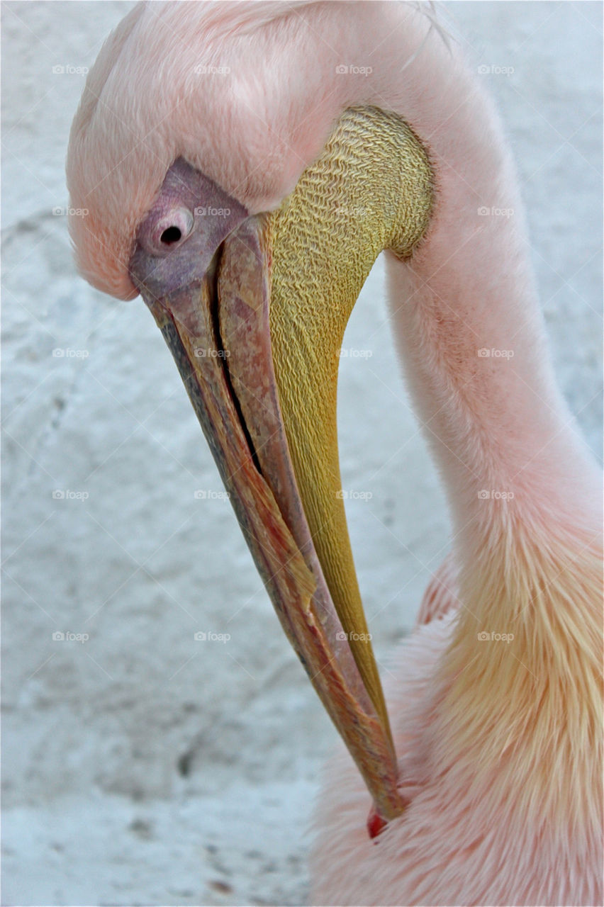 pelican of mykonos